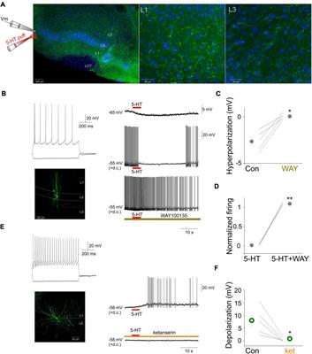 Differential Serotonergic Modulation of Principal Neurons and Interneurons in the Anterior Piriform Cortex